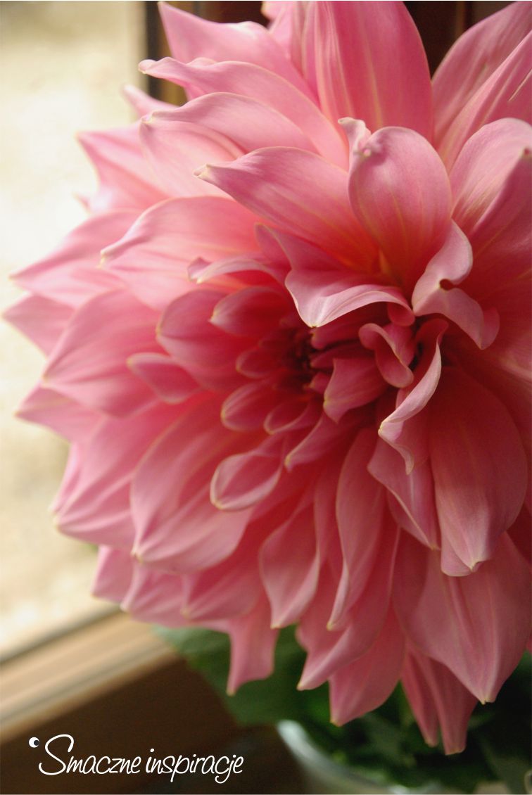 2_-dahlia-ottos-thrill