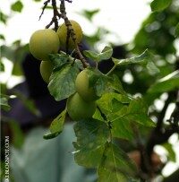3_Drozdzowiec-razowy-z-renklodami