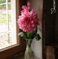 1_-dahlia-ottos-thrill