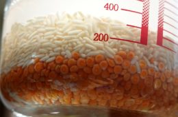 Naleśniki Dosa (bez glutenu) – dzień 1